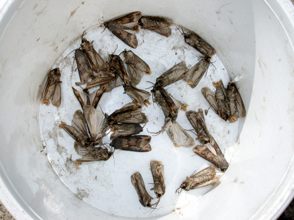 Some bucket traps have been busy catching black cutworm moths.
     