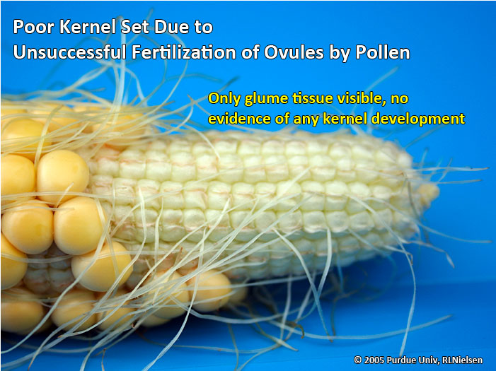 Poor kernel set due to unsuccessful fertilization of ovules by pollen. 
     