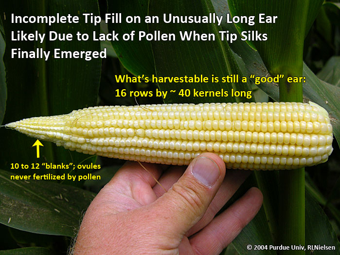 Incomplete tip fill on an unusually long ear likely due to lack of pollen when tip silks finally emerged. 
     