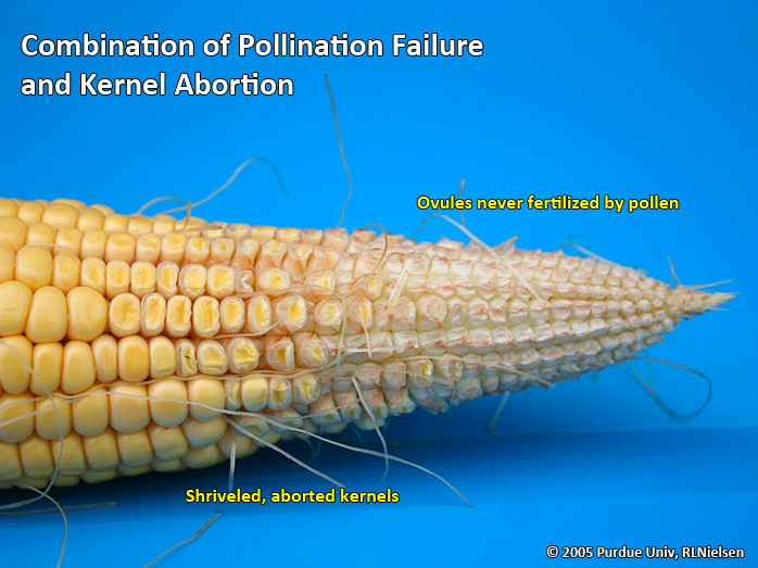 Combination of pollination failure and kernel abortion. 
     