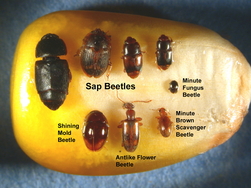 Several species of small beetles found in damaged ears. 
     