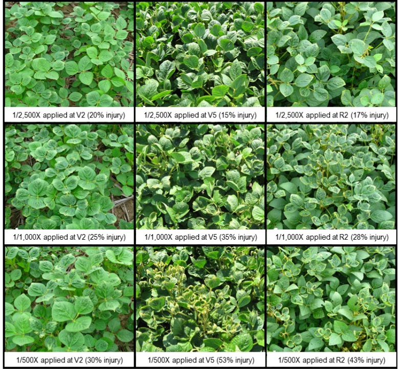 Figure 1. Visual injury symptoms of dicamba 28 days after treatment. Dicamba rate, application timing, and injury rating are included in each box. 
     
