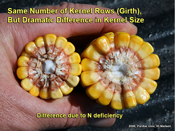 Same number of kernel rows (girth), but dramatic difference in kernel size. 
     