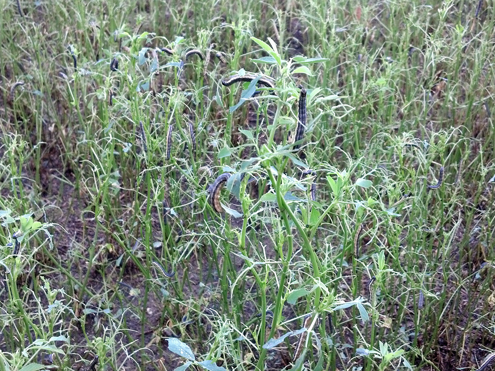 Fall armyworms feeding on alfalfa plants. 
     