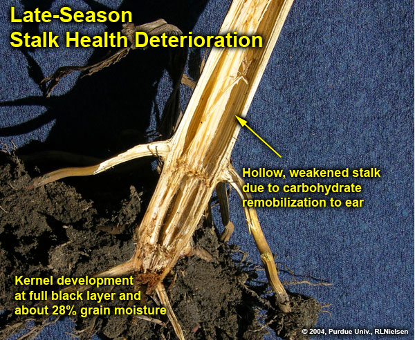 Late-season stalk health deterioration.
     