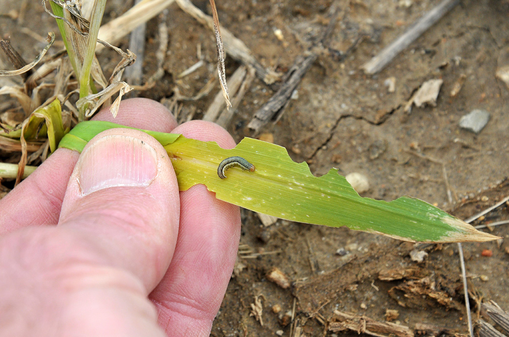 Young armyworm and feeding on corn seedling. 
     