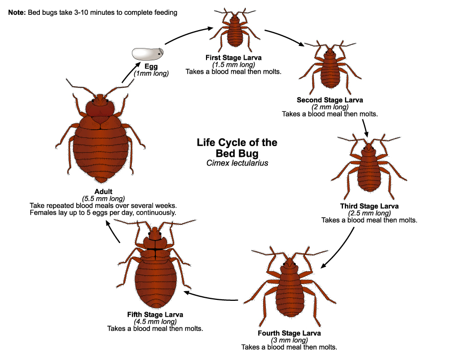 Bed Bug Life Cycle