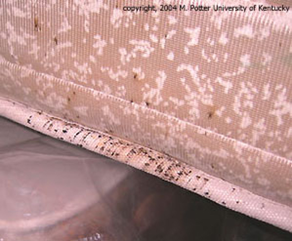 mild bed bug infestation mattress treatment