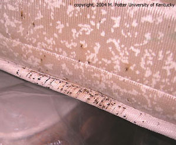 Bed bug infestation of a mattress