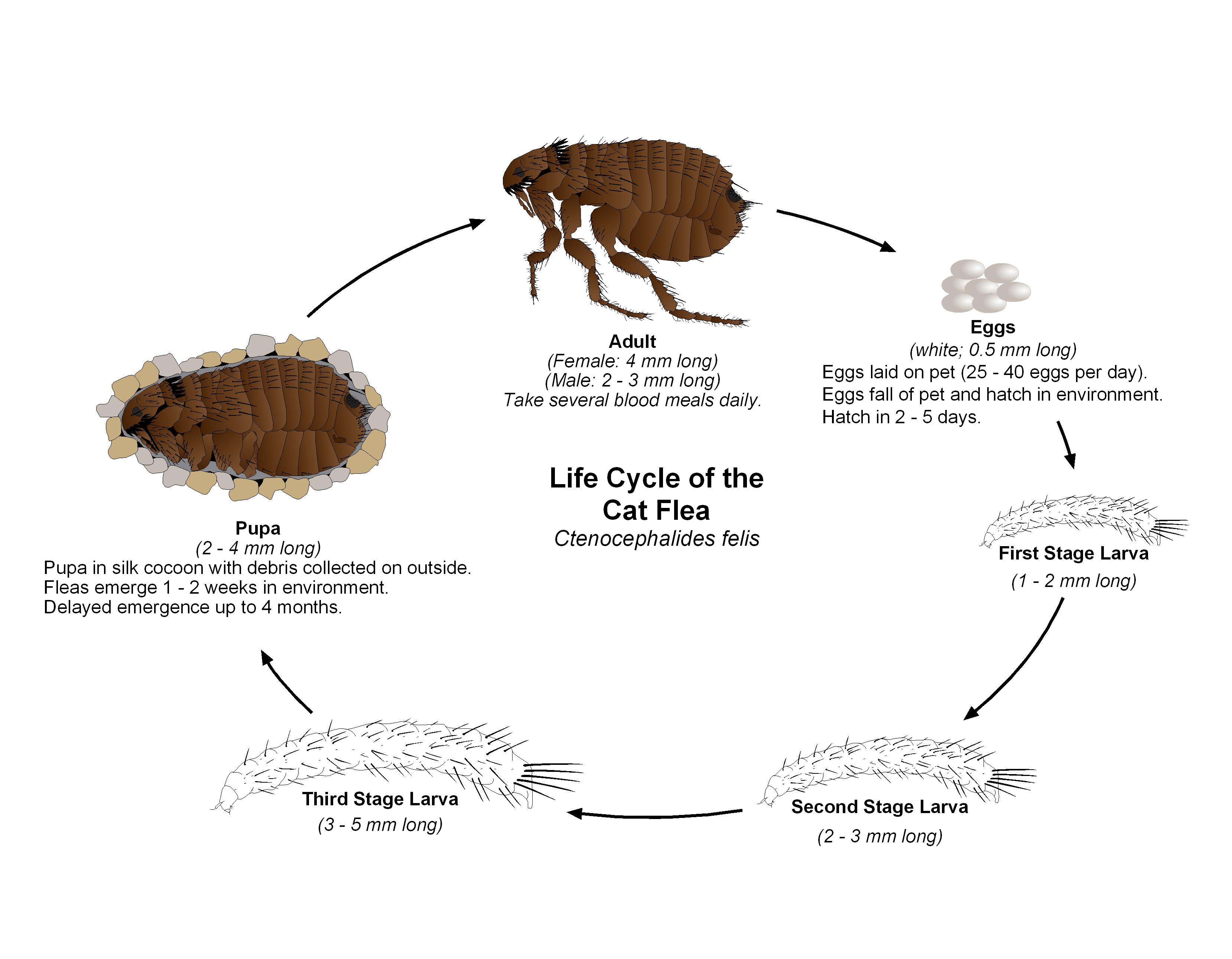 Resources | Public Health and Medical Entomology | Purdue | Biology