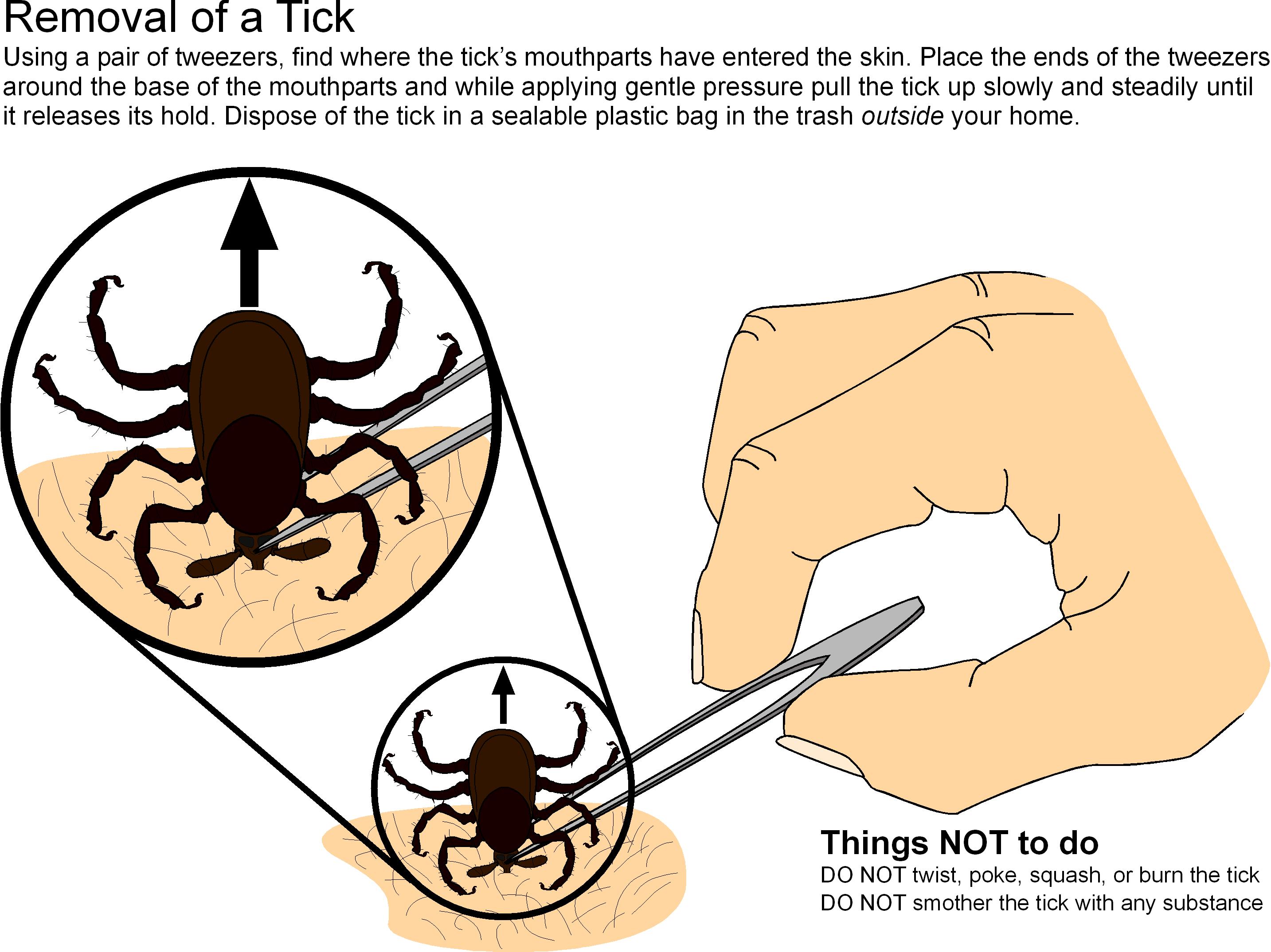 Pulled a Tick off my Dog