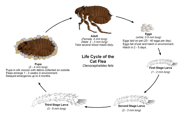 Life cycle of the cat flea