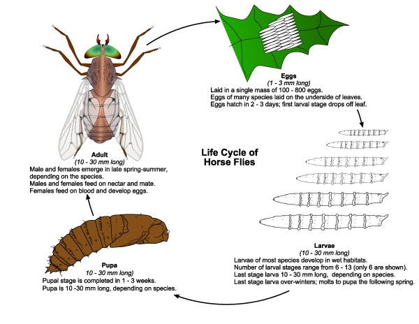 Summarized life cycle of horse flies