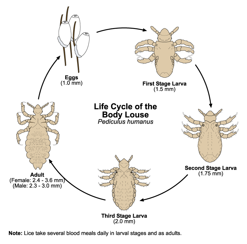 Lifecycle of the Body Louse