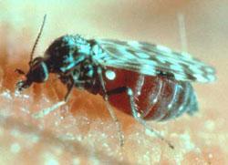 Adult biting midge, Culicoides sonorensis