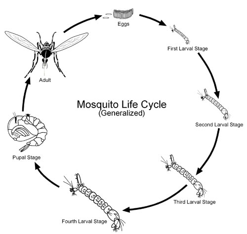 Note: Each larval stage is larger than the previous one.