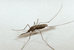 This is a photograph of an Anopheles quadrimaculatus mosquito
