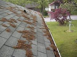 Improperly maintained gutters and old tires left on properties are habitats for nuisance and vector species