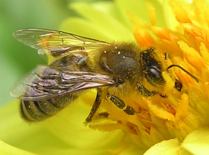 A worker honey bee, Apis mellifera
