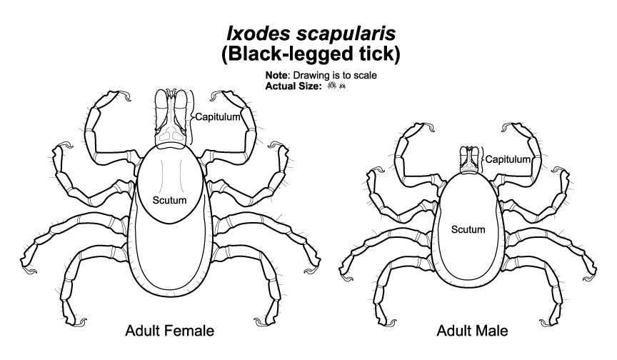 Tick Leg