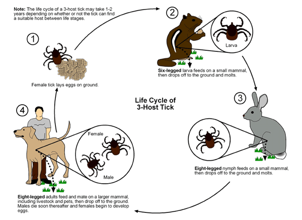 Life cycle of a 3-host hard tick, based on Dermacentor variabilis (American dog tick)