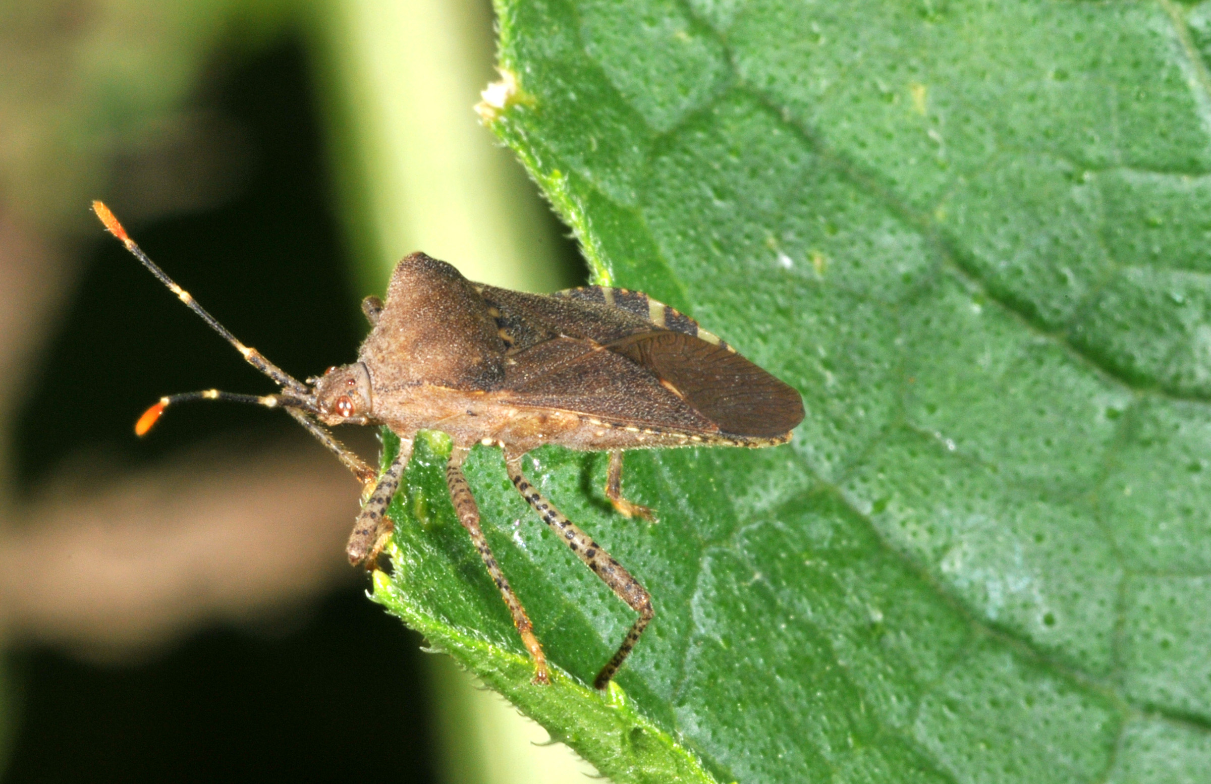 SquashBugAdult 