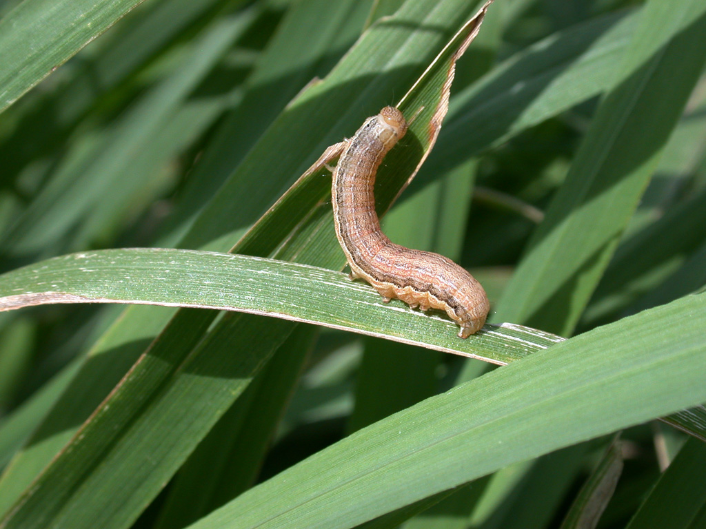 Larva Worm