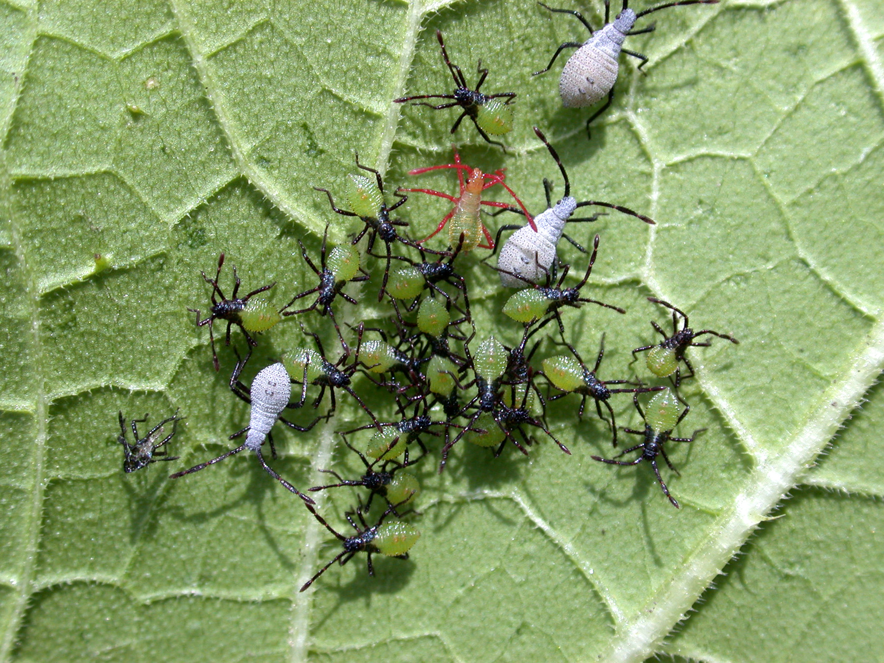 Who Let the Bugs Out? Purdue entomology insect collect