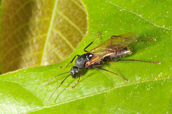 Carpenter ant