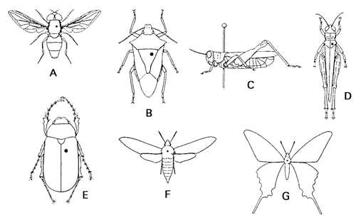 pinning large insects