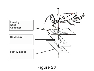 insect mount with labels