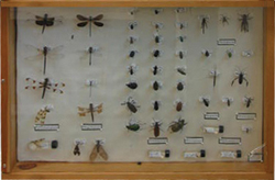 How to Make an Awesome Insect Collection, Purdue