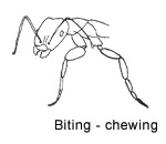 biting-chewing