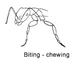 biting insect mouthparts anatomy