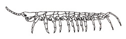 centipede