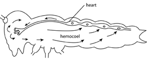 circulatory system