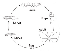 Metamorphosis: Complete and Incomplete Metamorphosis