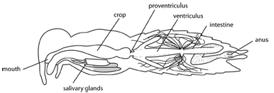 digestive system