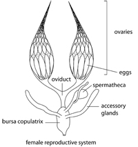 female reproductive system