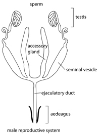 male reproductive system