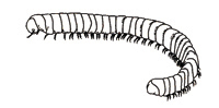 millipede