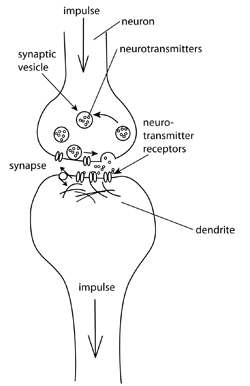 nervous system