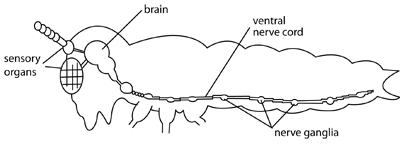 nervous system