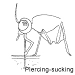 biting insect mouthparts anatomy