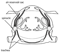 respiratory system