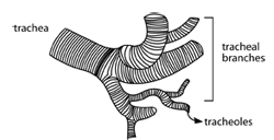 respiratory system