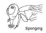 sponging