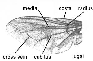 grasshopper wing structure