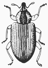 Alfalfa beetle