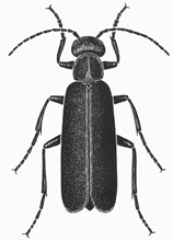 Blister beetle